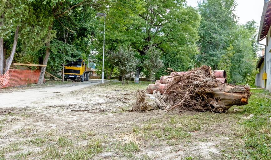 Stump Removal